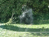 Gorilla 4